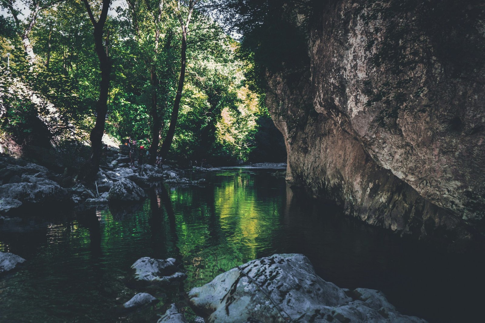green trees beside river during daytime
